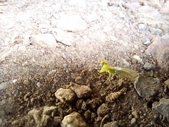 Zeugomantispa minuta