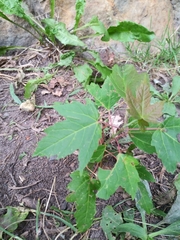 Acer rubrum