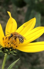 Melissodes trinodis