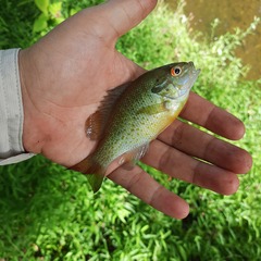Lepomis auritus