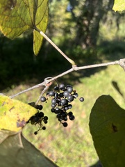 Vitis