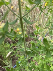Hypericum perforatum