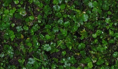Hydrocotyle sibthorpioides