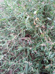 Polygonum aviculare