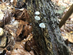 Mycena subcaerulea