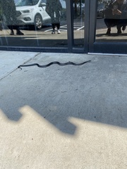 Pantherophis alleghaniensis