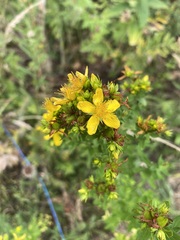 Hypericum perforatum