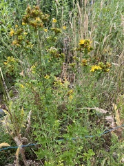 Hypericum perforatum