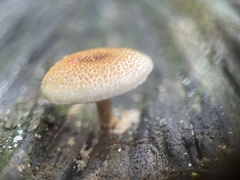 Lentinus tigrinus