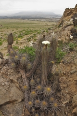 Trichocereus deserticola