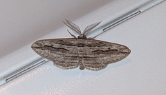 Ecleora solieraria
