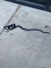 Pantherophis alleghaniensis