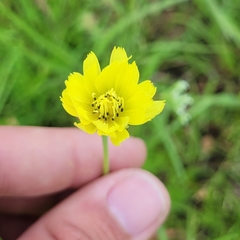 Pyrrhopappus carolinianus