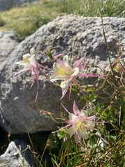 Aquilegia pubescens