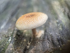 Lentinus tigrinus