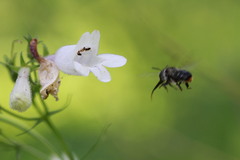 Anthophora terminalis
