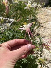 Aquilegia pubescens