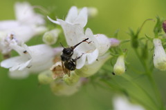 Anthophora terminalis