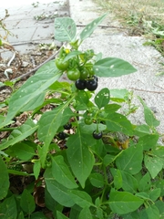 Solanum emulans