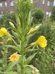 Oenothera biennis