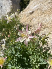 Aquilegia pubescens