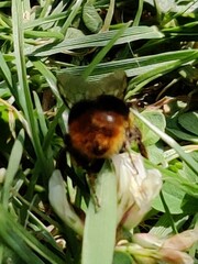 Bombus lapidarius