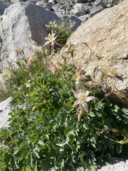 Aquilegia pubescens
