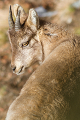 Capra ibex