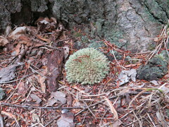 Leucobryum