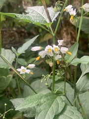Solanum furcatum