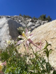 Aquilegia pubescens