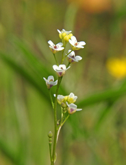 Crambe hispanica