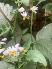 Solanum furcatum