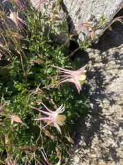 Aquilegia pubescens