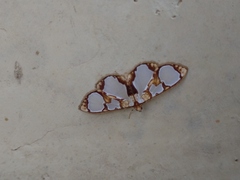 Glyphodes grandisalis