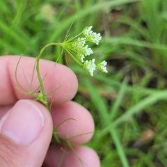 Ptilimnium capillaceum