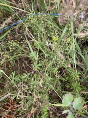 Potentilla argentea