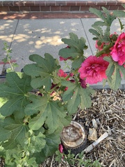 Alcea rosea