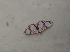 Glyphodes grandisalis