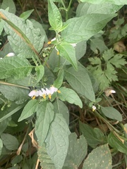 Solanum furcatum