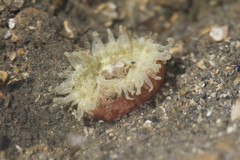 Actiniidae