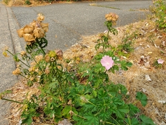 Malva alcea