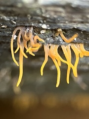 Calocera