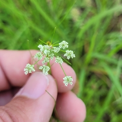 Ptilimnium capillaceum