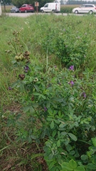 Medicago sativa
