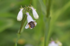 Eucera hamata