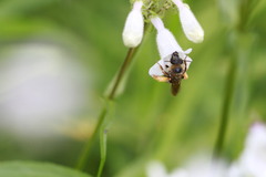 Eucera hamata