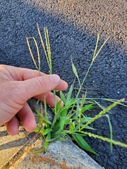 Digitaria ischaemum