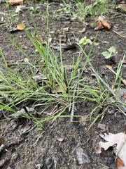 Poa annua