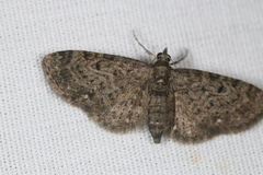 Eupithecia tripunctaria